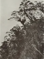 Picture 75 of 79 from Forschungen im Innern der Insel Neuguinea : (Bericht des Führers über die wissenschaftlichen Ergebnisse der deutschen Grenzexpedition in das westliche Kaiser-Wilhelmsland 1910) (1914), leaf 215