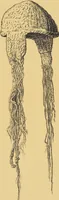 An illustration from Ancient Peruvian art : contributions to the archaeology of the empire of the Incas : [volume 1] / from his collections, by Arthur Baessler tr. by A.H. Keane . (1902)