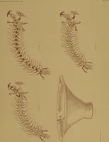 Picture 21 of 33 from Ancient Peruvian art : contributions to the archaeology of the empire of the Incas : [volume 2] / from his collections, by Arthur Baessler tr. by A.H. Keane . (1902), leaf 65