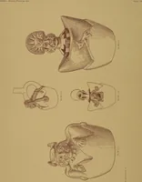 An illustration from Ancient Peruvian art : contributions to the archaeology of the empire of the Incas : [volume 3] / from his collections, by Arthur Baessler tr. by A.H. Keane . (1902)