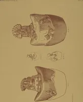 An illustration from Ancient Peruvian art : contributions to the archaeology of the empire of the Incas : [volume 3] / from his collections, by Arthur Baessler tr. by A.H. Keane . (1902)