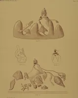 An illustration from Ancient Peruvian art : contributions to the archaeology of the empire of the Incas : [volume 3] / from his collections, by Arthur Baessler tr. by A.H. Keane . (1902)