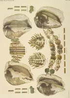 An illustration from Ancient Peruvian art : contributions to the archaeology of the empire of the Incas : [volume 4] / from his collections, by Arthur Baessler tr. by A.H. Keane . (1902)
