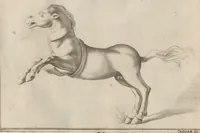 Picture 52 of 64 from Disegni intagliati in rame di pitture antiche ritrovate nelle scavazioni di Resina (1746), leaf 90