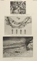 Picture 36 of 110 from Five years' explorations at Thebes : a record of work done 1907-1911 / by the Earl of Carnarvon and Howard Carter, with chapters by F. Ll. Griffith, George Legrain, George Möller, Percy E. Newberry and Wilhelm Spiegelberg ; with seventy-nine plates and frontispiece (1912), leaf 147