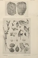 Picture 110 of 110 from Five years' explorations at Thebes : a record of work done 1907-1911 / by the Earl of Carnarvon and Howard Carter, with chapters by F. Ll. Griffith, George Legrain, George Möller, Percy E. Newberry and Wilhelm Spiegelberg ; with seventy-nine plates and frontispiece (1912), leaf 272