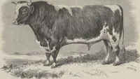 An illustration from S.P. Avery, engraver on wood : [scrapbook of samples of his work]