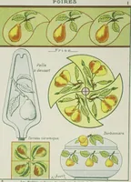 An illustration from L'ecolier décorateur 2 : application du programme officiel du 27, Juillet 1909 : 6 cahiers petits exercices progressifs et variés de composition décorative en couleurs à l'usage des ecoles primaires / par M. Chevry, artiste, peintre, professeur (1909)