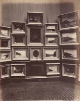 Picture 10 of 46 from [Photographs of paintings by J. F. Kensett] (1874), leaf 10
