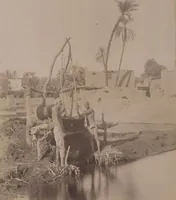 Picture 9 of 91 from [Album of Egyptian and Turkish photographs. Volume 1 / assembled by Rudolf H. and Lulu Reinhart in 1906 on their wedding trip] (1906), leaf 11