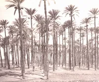 Picture 28 of 85 from [Album of Egyptian and Turkish photographs. Volume 2 / assembled by Rudolf H. and Lulu Reinhart in 1906 on their wedding trip] (1906), leaf 30