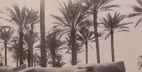 Picture 29 of 85 from [Album of Egyptian and Turkish photographs. Volume 2 / assembled by Rudolf H. and Lulu Reinhart in 1906 on their wedding trip] (1906), leaf 31