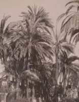 Picture 36 of 85 from [Album of Egyptian and Turkish photographs. Volume 2 / assembled by Rudolf H. and Lulu Reinhart in 1906 on their wedding trip] (1906), leaf 39