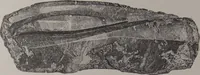 An illustration from The Bishop collection : investigations and studies in jade : [volume two] (1906)
