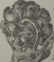 An illustration from The Bishop collection : investigations and studies in jade : [volume two] (1906)