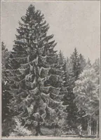 Picture 14 of 16 from Christian Rohlfs : fünftes Buch der Galerie Goyert, Köln a. Rhein (1921), leaf 23