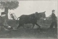 Picture 4 of 9 from Exposició de dibuixos y pintures de J. Torres-Garcia (1912), leaf 12