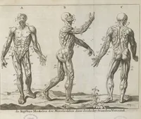 An illustration from Natuurlyk en schilderkonstig ontwerp der menschkunde leerende niet alleen de kennis van de gestalte, proportie, schoonheyd, muskelen, bewegingen, actien, passien, en welstand der menschbeelden : tot de teykenkunde, schilderkunde, beeldhouwery, bootseer en giet-oeffening toepassen : maar ook hoe sich een mensch na deselve regelen ... / door W. Goeree (1682)