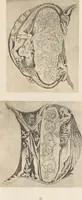 An illustration from Gothic alphabets / the text by Jaro Springer (1897)