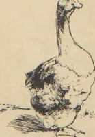 An illustration from Catalogue of an exhibition of etchings by Bracquemond, October 6th to October 29th, 1921 / with an introduction by David Keppel (1921)
