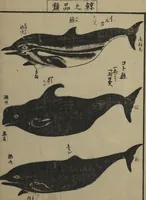 Picture 3 of 14 from Whales and Whale Oil (Jokō roku) (1826), leaf 22