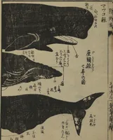 An illustration from Whales and Whale Oil (Jokō roku) (1826)