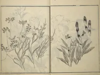 An illustration from Soken Picture Album: The Plant Section (Soken gafu: Sōka no bu) (1806)