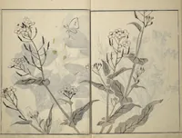 An illustration from Soken Picture Album: The Plant Section (Soken gafu: Sōka no bu) (1806)
