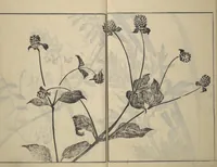 An illustration from Soken Picture Album: The Plant Section (Soken gafu: Sōka no bu) (1806)