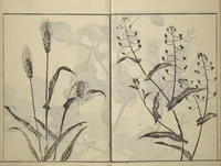 An illustration from Soken Picture Album: The Plant Section (Soken gafu: Sōka no bu) (1806)