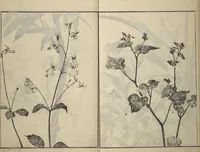 An illustration from Soken Picture Album: The Plant Section (Soken gafu: Sōka no bu) (1806)