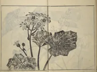 An illustration from Soken Picture Album: The Plant Section (Soken gafu: Sōka no bu) (1806)