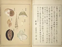 Picture 1 of 15 from Shell Motifs (Kaigara dammen zuan) (1913), leaf 4