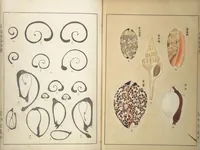 Picture 2 of 15 from Shell Motifs (Kaigara dammen zuan) (1913), leaf 5