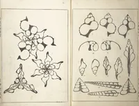 An illustration from Shell Motifs (Kaigara dammen zuan) (1913)