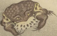 An illustration from Shunkei Picture Album (Shunkei gafu) (1820)