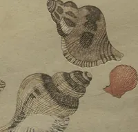 An illustration from Gifts of the Ebb Tide (The Shell Book) (Shiohi no tsuto) (1789)