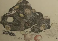 An illustration from Gifts of the Ebb Tide (The Shell Book) (Shiohi no tsuto) (1789)
