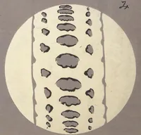 Picture 11 of 16 from Ōyō Sketchbook (Ōyō manga) : [volume 1] (1903), leaf 12