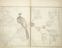 An illustration from True Depictions of Bird and Flower Pictures (Kachōe shashin zui) : [volume 1] (1805)