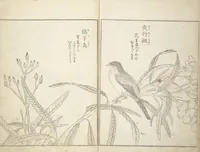 An illustration from True Depictions of Bird and Flower Pictures (Kachōe shashin zui) : [volume 3] (1805)