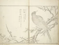 An illustration from True Depictions of Bird and Flower Pictures (Kachōe shashin zui) : [volume 3] (1805)