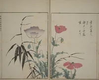 An illustration from A Collection of Lively Sketches [Of Flowers and Insects] of the Ming Dynasty (Minchō shiken) : [volume 2] (1746)
