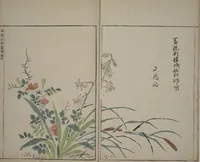 An illustration from A Collection of Lively Sketches [Of Flowers and Insects] of the Ming Dynasty (Minchō shiken) : [volume 2] (1746)