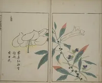 An illustration from A Collection of Lively Sketches [Of Flowers and Insects] of the Ming Dynasty (Minchō shiken) : [volume 1] (1746)