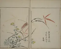 An illustration from A Collection of Lively Sketches [Of Flowers and Insects] of the Ming Dynasty (Minchō shiken) : [volume 1] (1746)