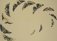 Picture 2 of 19 from A Thousand Butterflies (Chō senshu) : [volume 1] (1903), leaf 8