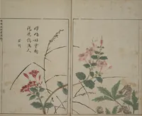 An illustration from A Collection of Lively Sketches [Of Flowers and Insects] of the Ming Dynasty (Minchō shiken) : [volume 3] (1746)