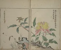 An illustration from A Collection of Lively Sketches [Of Flowers and Insects] of the Ming Dynasty (Minchō shiken) : [volume 3] (1746)