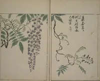 An illustration from A Collection of Lively Sketches [Of Flowers and Insects] of the Ming Dynasty (Minchō shiken) : [volume 3] (1746)
